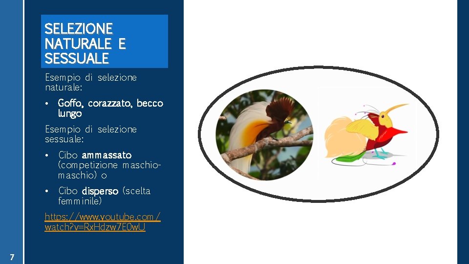 SELEZIONE NATURALE E SESSUALE Esempio di selezione naturale: • Goffo, corazzato, becco lungo Esempio