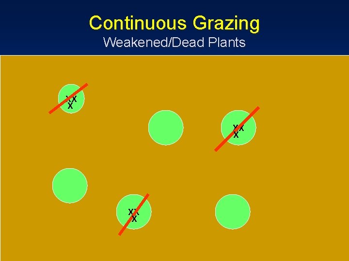 Continuous Grazing Weakened/Dead Plants XX X 