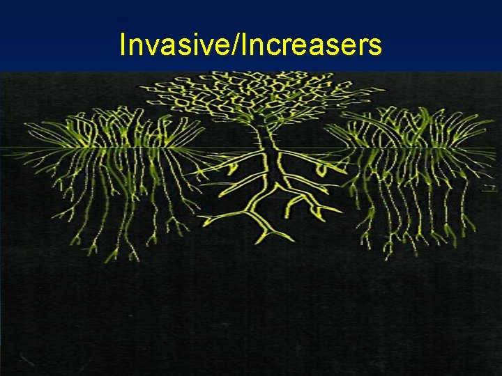 Invasive/Increasers 