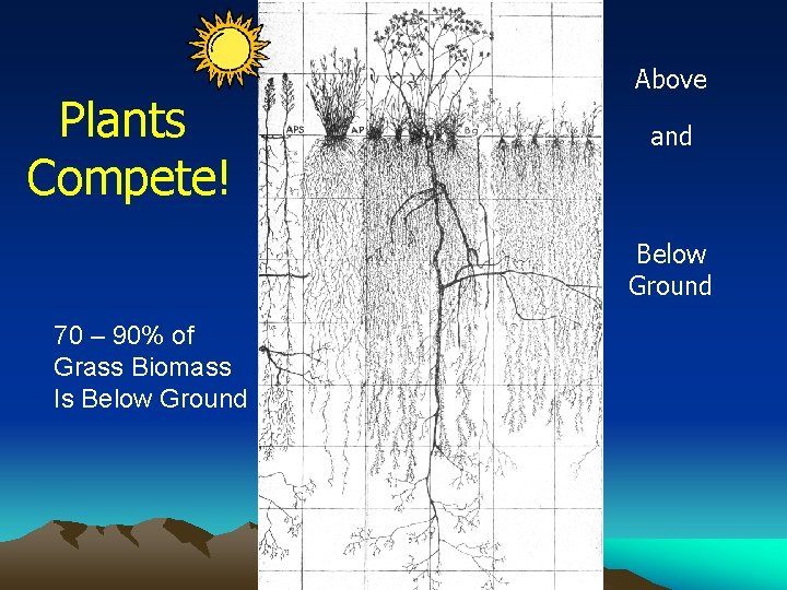 Plants Compete! Above and Below Ground 70 – 90% of Grass Biomass Is Below