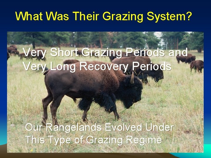 What Was Their Grazing System? Very Short Grazing Periods and Very Long Recovery Periods