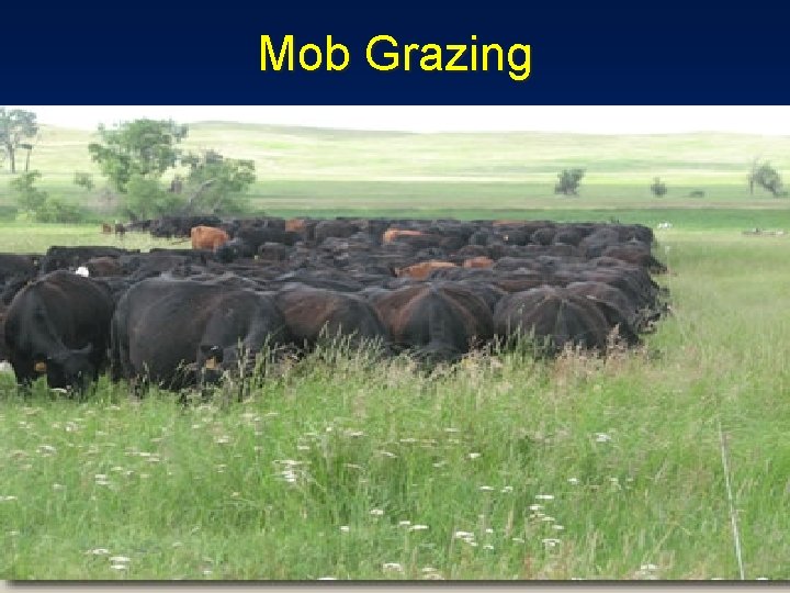 Mob Grazing 