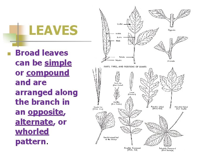 LEAVES n Broad leaves can be simple or compound are arranged along the branch