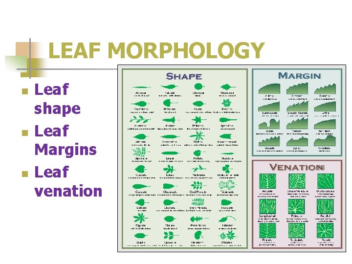 LEAF MORPHOLOGY n n n Leaf shape Leaf Margins Leaf venation 