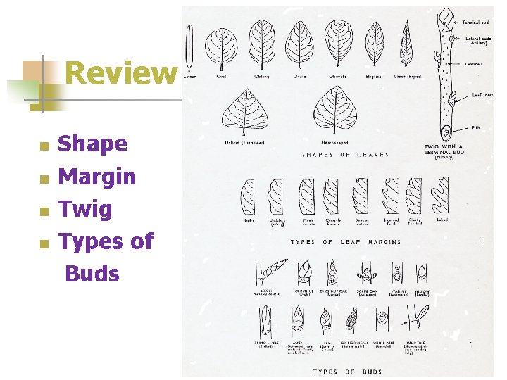 Review n n Shape Margin Twig Types of Buds 