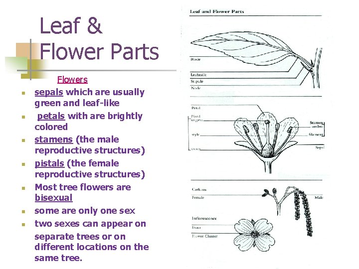 Leaf & Flower Parts n n n n Flowers sepals which are usually green