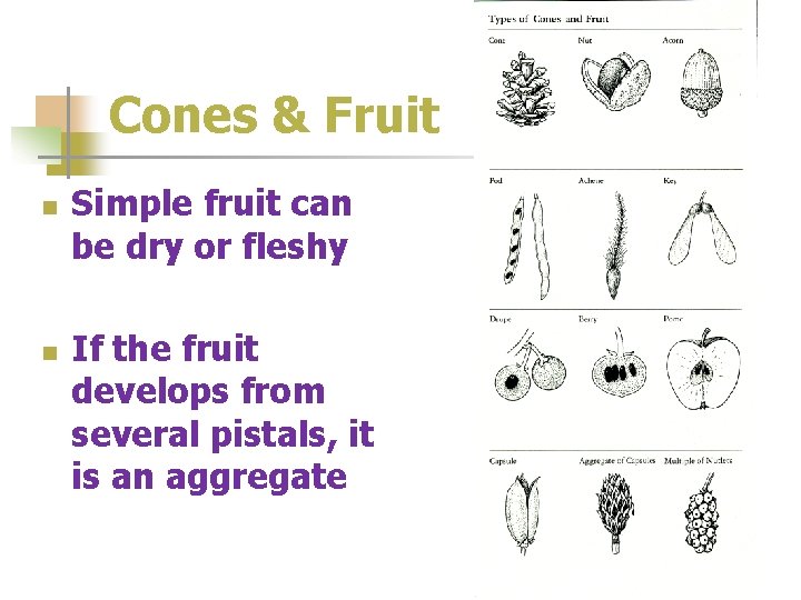 Cones & Fruit n n Simple fruit can be dry or fleshy If the