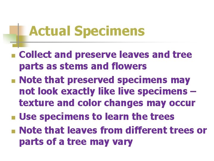 Actual Specimens n n Collect and preserve leaves and tree parts as stems and