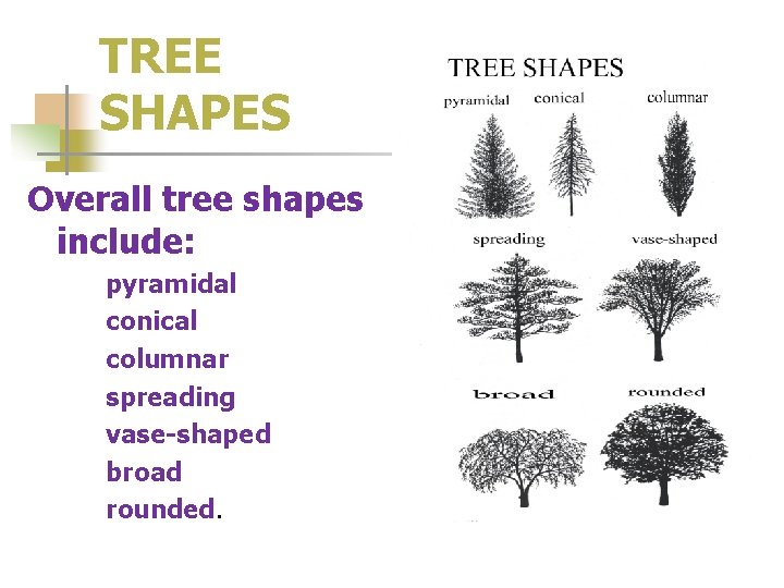 TREE SHAPES Overall tree shapes include: pyramidal conical columnar spreading vase-shaped broad rounded. 