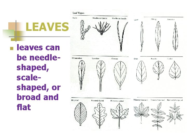 LEAVES n leaves can be needleshaped, scaleshaped, or broad and flat 