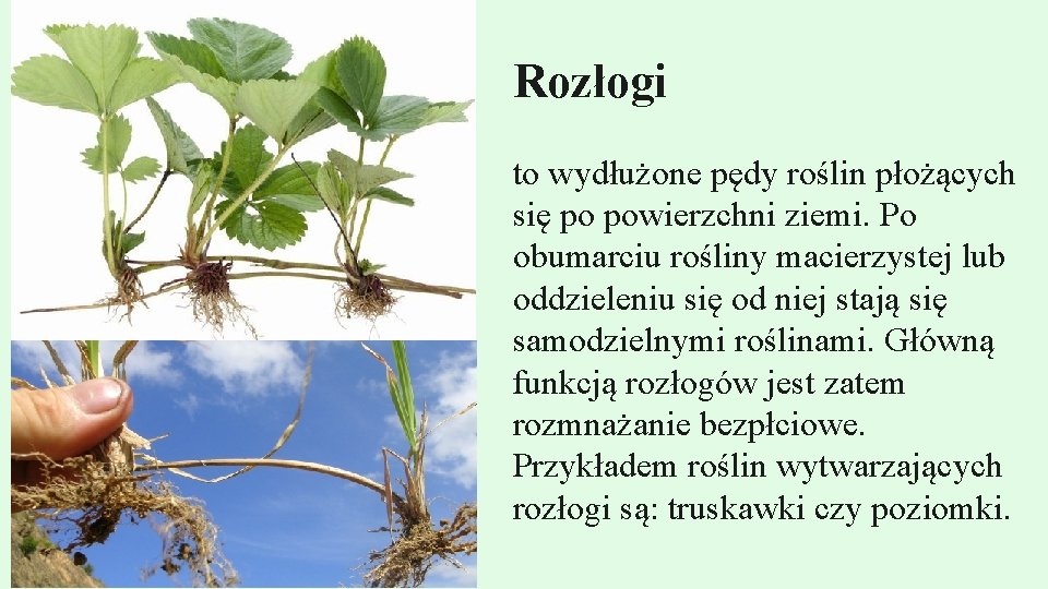 Rozłogi to wydłużone pędy roślin płożących się po powierzchni ziemi. Po obumarciu rośliny macierzystej