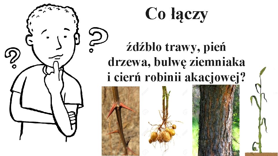 Co łączy źdźbło trawy, pień drzewa, bulwę ziemniaka i cierń robinii akacjowej? 