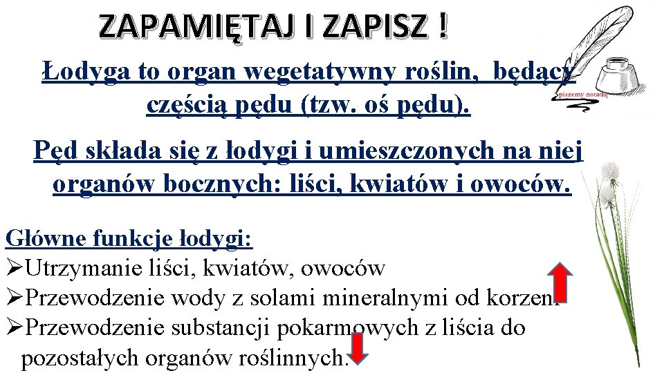 ZAPAMIĘTAJ I ZAPISZ ! Łodyga to organ wegetatywny roślin, będący częścią pędu (tzw. oś