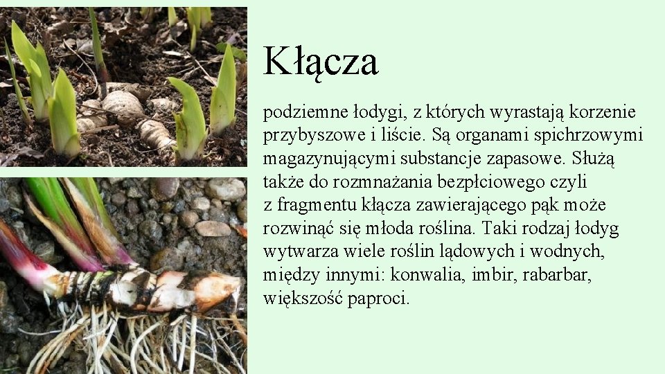 Kłącza podziemne łodygi, z których wyrastają korzenie przybyszowe i liście. Są organami spichrzowymi magazynującymi