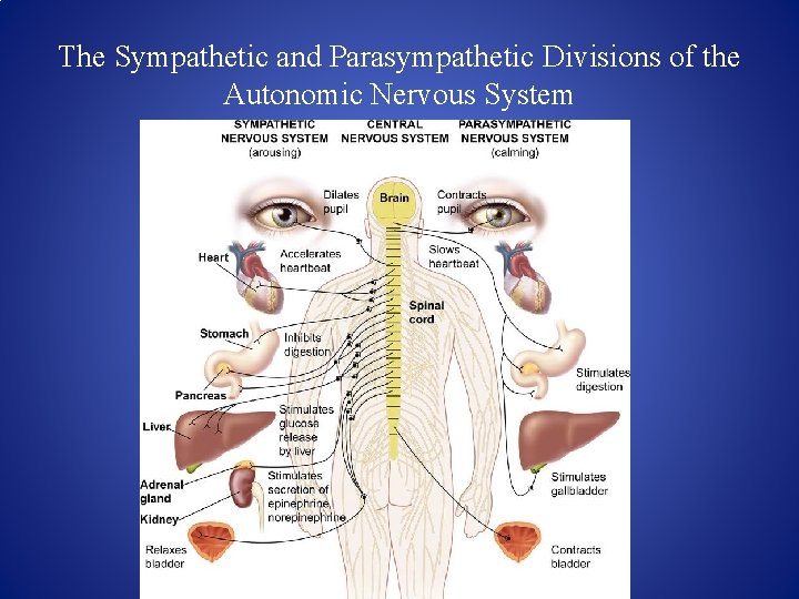 The Sympathetic and Parasympathetic Divisions of the Autonomic Nervous System 