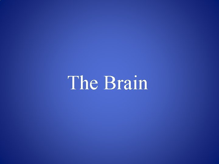 The Brain 