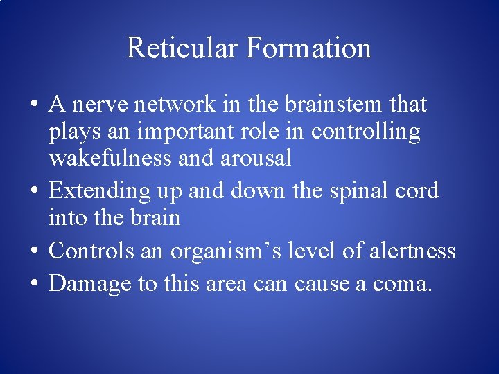 Reticular Formation • A nerve network in the brainstem that plays an important role