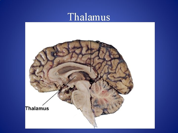 Thalamus 