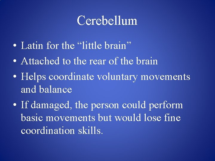 Cerebellum • Latin for the “little brain” • Attached to the rear of the