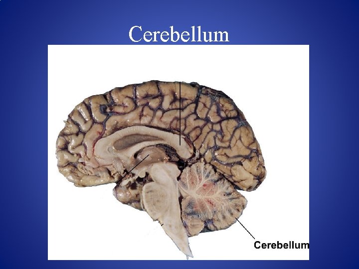Cerebellum 