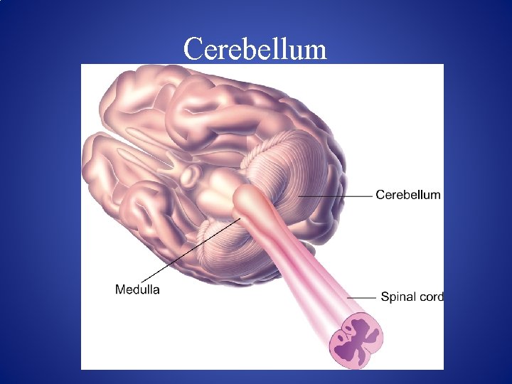 Cerebellum 