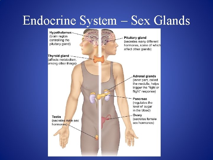 Endocrine System – Sex Glands 