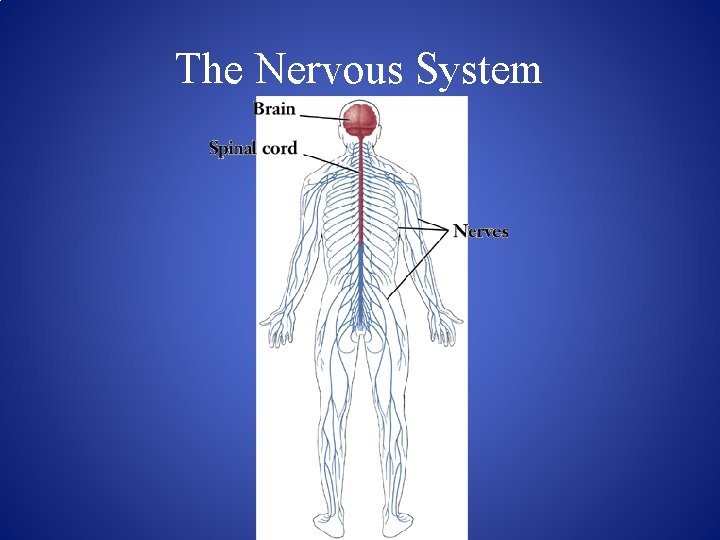 The Nervous System 