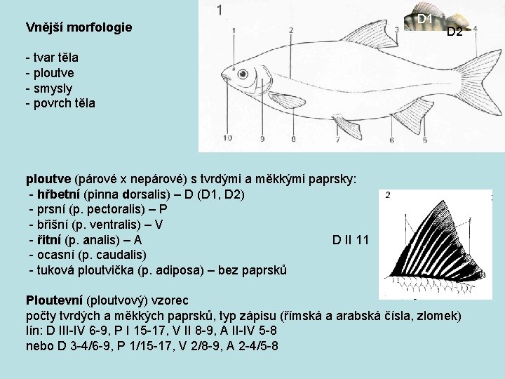 Vnější morfologie D 1 D 2 - tvar těla - ploutve - smysly -