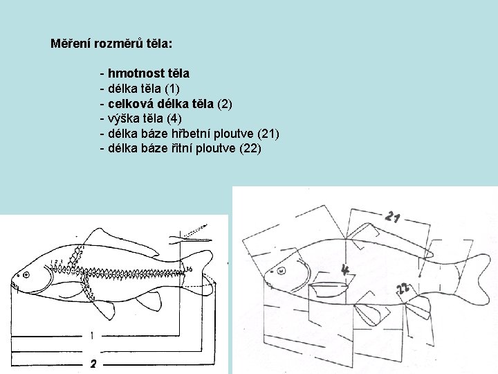 Měření rozměrů těla: - hmotnost těla - délka těla (1) - celková délka těla