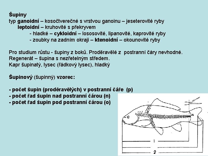 Šupiny typ ganoidní – kosočtverečné s vrstvou ganoinu – jeseterovité ryby leptoidní – kruhovité