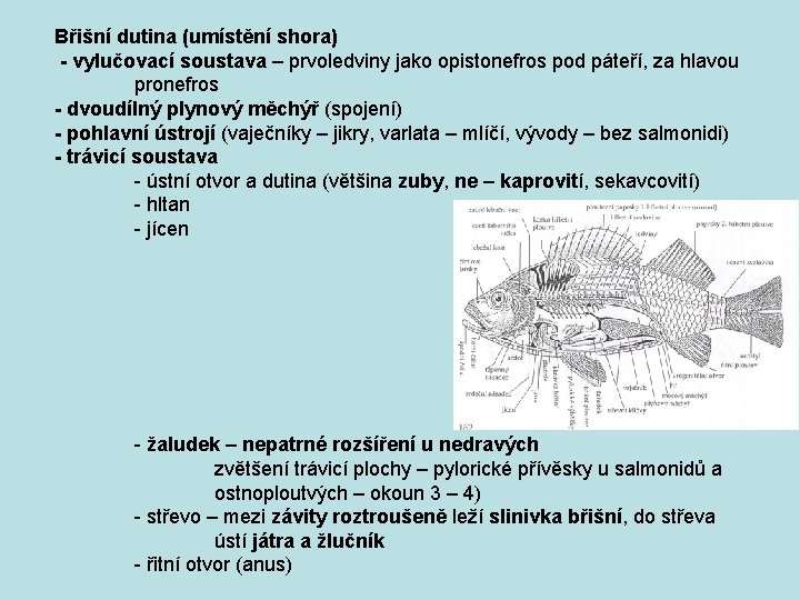 Břišní dutina (umístění shora) - vylučovací soustava – prvoledviny jako opistonefros pod páteří, za