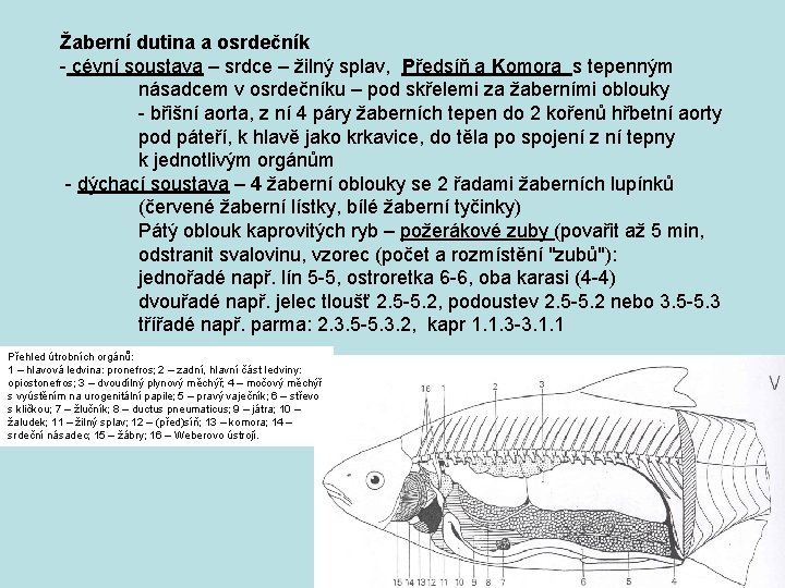 Žaberní dutina a osrdečník - cévní soustava – srdce – žilný splav, Předsíň a