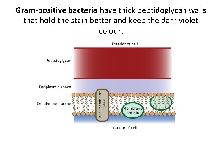 Gram-positive bacteria have thick peptidoglycan walls that hold the stain better and keep the