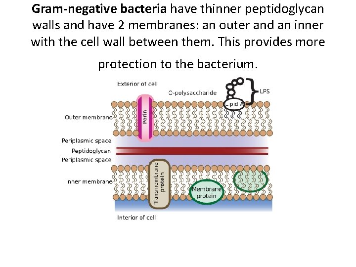 Gram-negative bacteria have thinner peptidoglycan walls and have 2 membranes: an outer and an