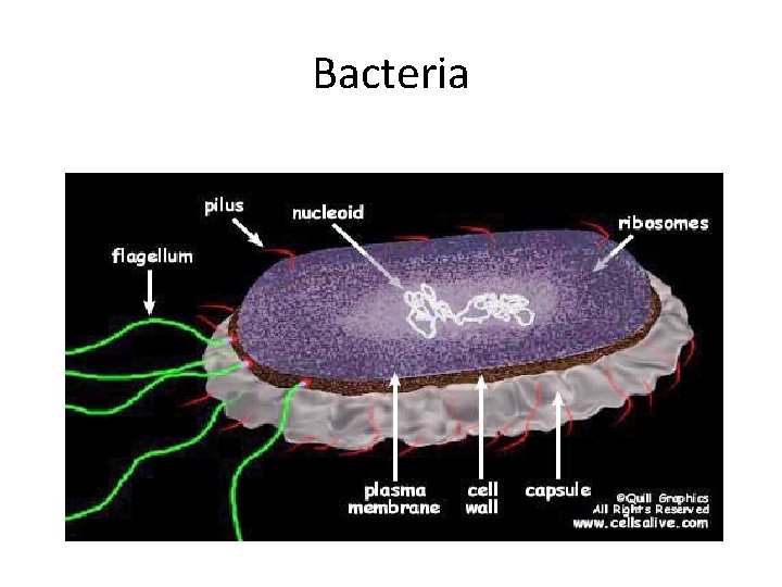 Bacteria 