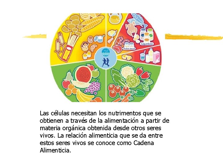 Las células necesitan los nutrimentos que se obtienen a través de la alimentación a