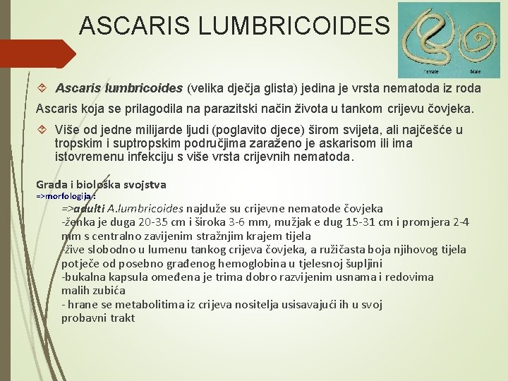 ASCARIS LUMBRICOIDES Ascaris lumbricoides (velika dječja glista) jedina je vrsta nematoda iz roda Ascaris