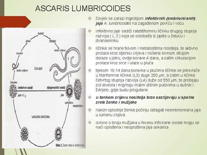 ASCARIS LUMBRICOIDES čovjek se zarazi ingestijom infektivnih (embrioniranih) jaja A. lumbricoides na zagađenom povrću