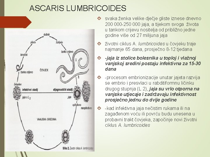 ASCARIS LUMBRICOIDES svaka ženka velike dječje gliste iznese dnevno 200 000 -250 000 jaja,