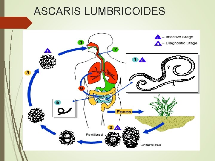 ASCARIS LUMBRICOIDES 