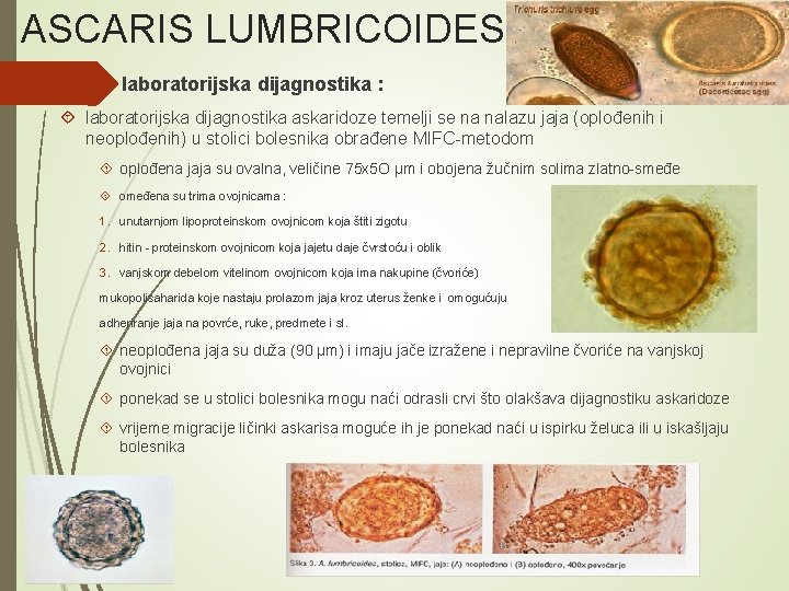 ASCARIS LUMBRICOIDES laboratorijska dijagnostika : laboratorijska dijagnostika askaridoze temelji se na nalazu jaja (oplođenih