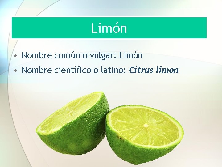 Limón • Nombre común o vulgar: Limón • Nombre científico o latino: Citrus limon