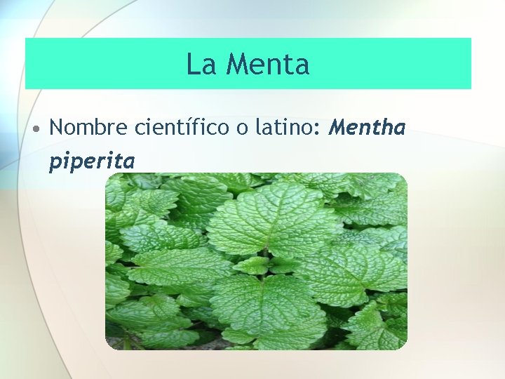 La Menta • Nombre científico o latino: Mentha piperita 