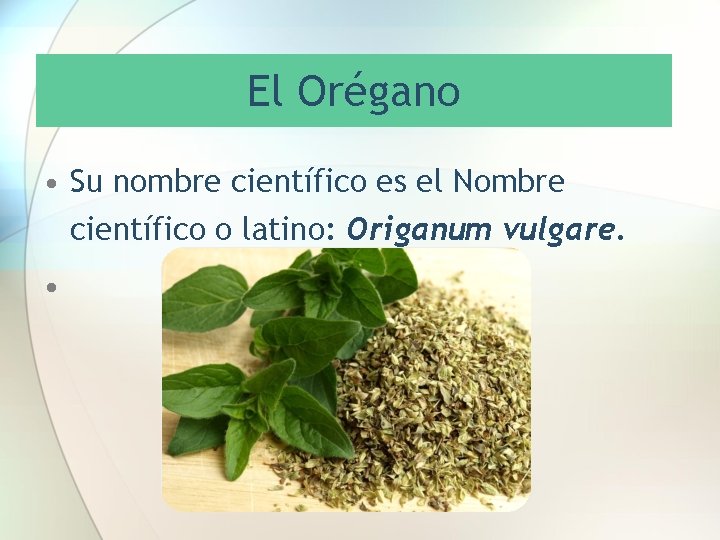 El Orégano • Su nombre científico es el Nombre científico o latino: Origanum vulgare.