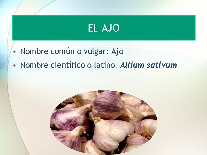 EL AJO • Nombre común o vulgar: Ajo • Nombre científico o latino: Allium