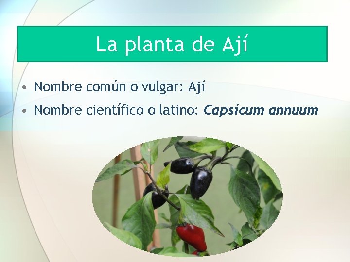 La planta de Ají • Nombre común o vulgar: Ají • Nombre científico o