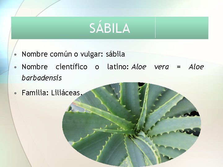 SÁBILA • Nombre común o vulgar: sábila • Nombre científico barbadensis • Familia: Liliáceas.