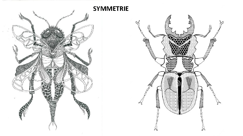 SYMMETRIE 