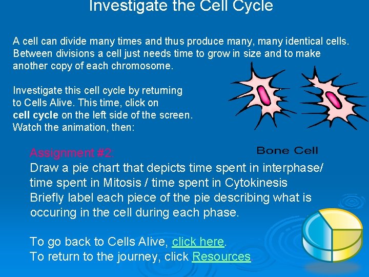 Investigate the Cell Cycle A cell can divide many times and thus produce many,