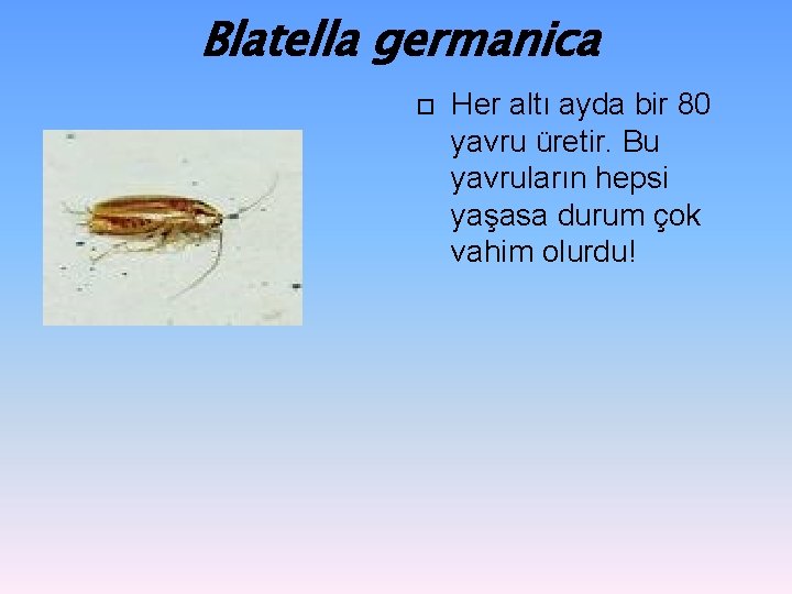 Blatella germanica Her altı ayda bir 80 yavru üretir. Bu yavruların hepsi yaşasa durum